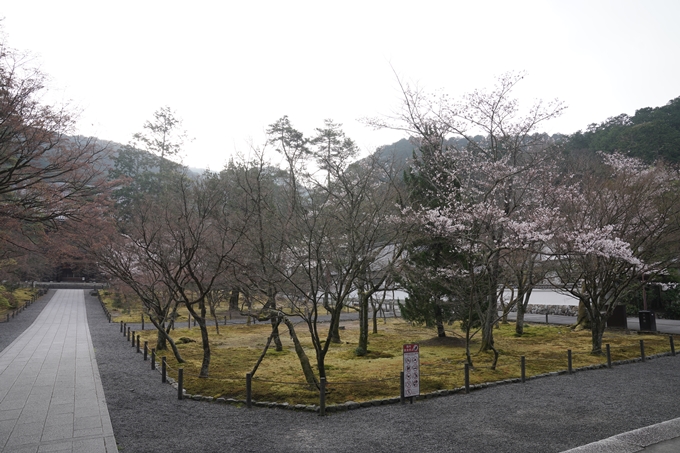 京都_桜情報_2022_16　南禅寺　No6