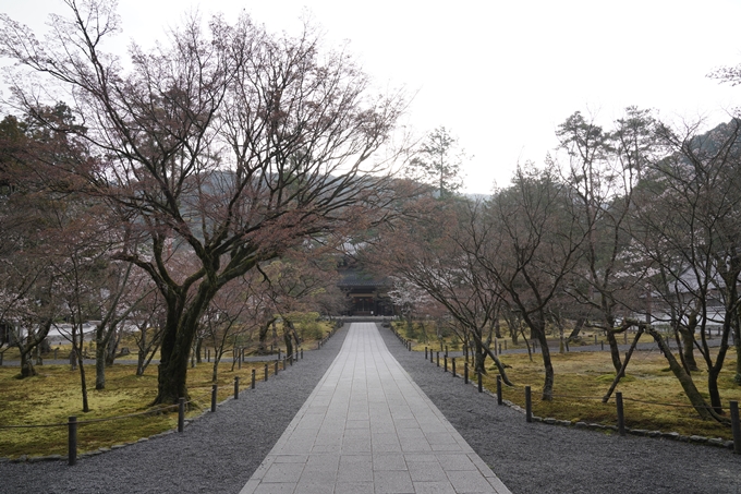 京都_桜情報_2022_16　南禅寺　No7