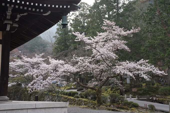 京都_桜情報_2022_16　南禅寺　No8