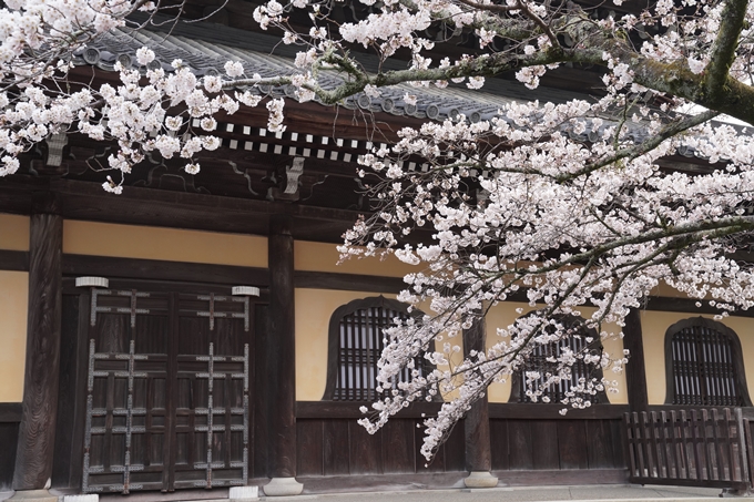 京都_桜情報_2022_16　南禅寺　No9