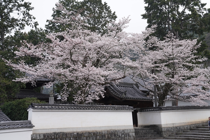 京都_桜情報_2022_16　南禅寺　No10