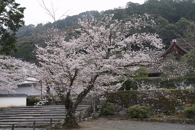 京都_桜情報_2022_16　南禅寺　No11