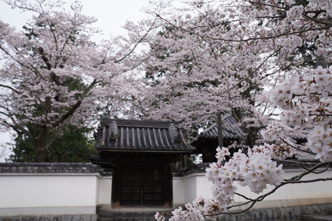 京都_桜情報_2022_16　南禅寺　No12