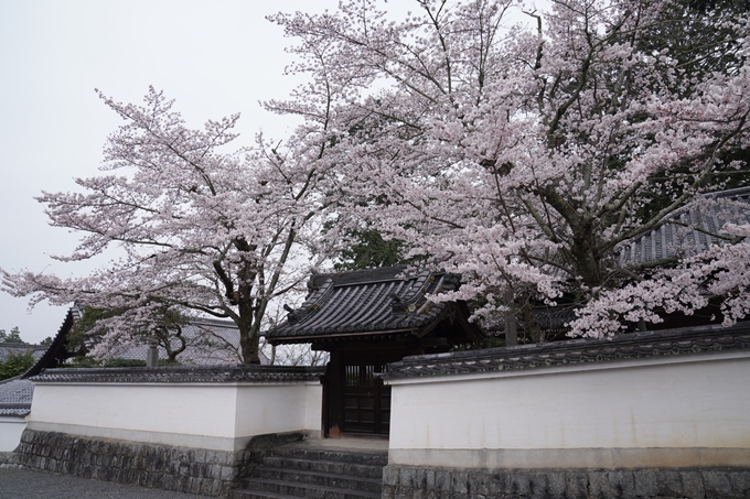 京都_桜情報_2022_16　南禅寺　No13