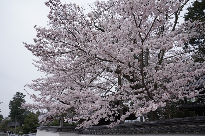 京都_桜情報_2022_16　南禅寺　No14