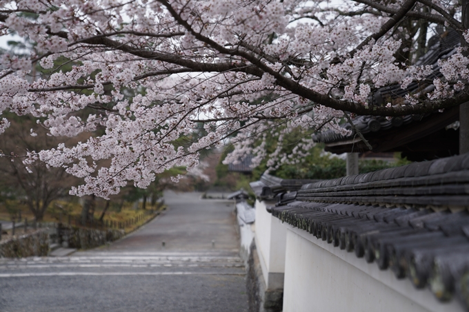 京都_桜情報_2022_16　南禅寺　No15