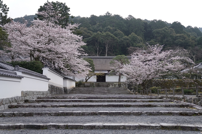 京都_桜情報_2022_16　南禅寺　No16