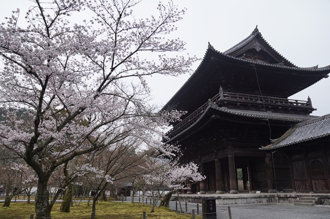 京都_桜情報_2022_16　南禅寺　No17