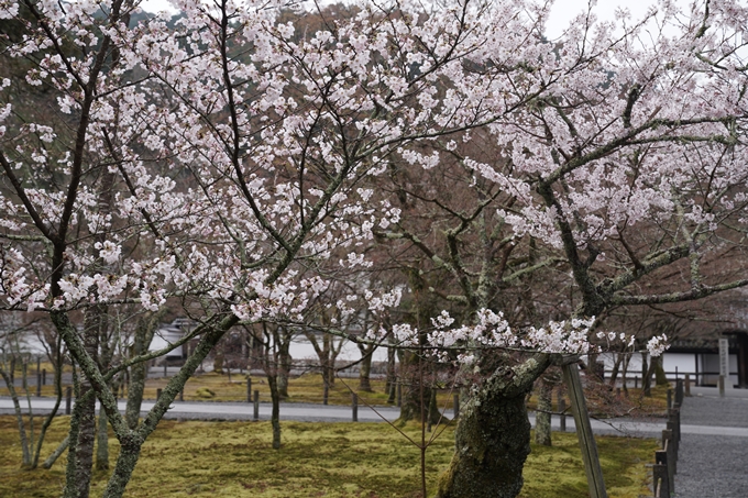 京都_桜情報_2022_16　南禅寺　No18