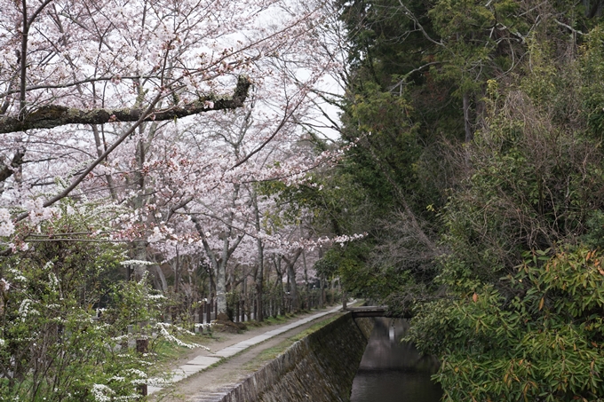 京都_桜情報_2022_17　熊野若王子神社_桜花苑　No2