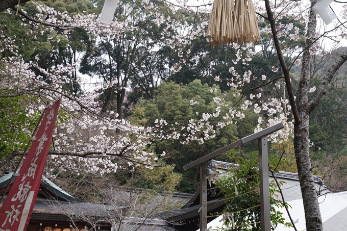 京都_桜情報_2022_17　熊野若王子神社_桜花苑　No4