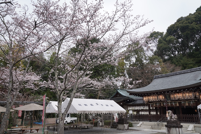 京都_桜情報_2022_17　熊野若王子神社_桜花苑　No5