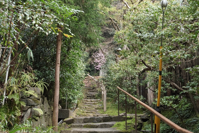 京都_桜情報_2022_17　熊野若王子神社_桜花苑　No6