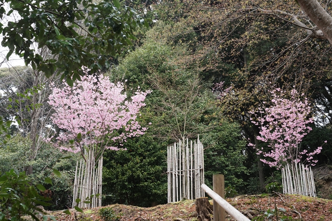 京都_桜情報_2022_17　熊野若王子神社_桜花苑　No7