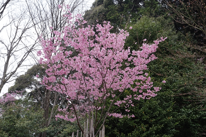 京都_桜情報_2022_17　熊野若王子神社_桜花苑　No8