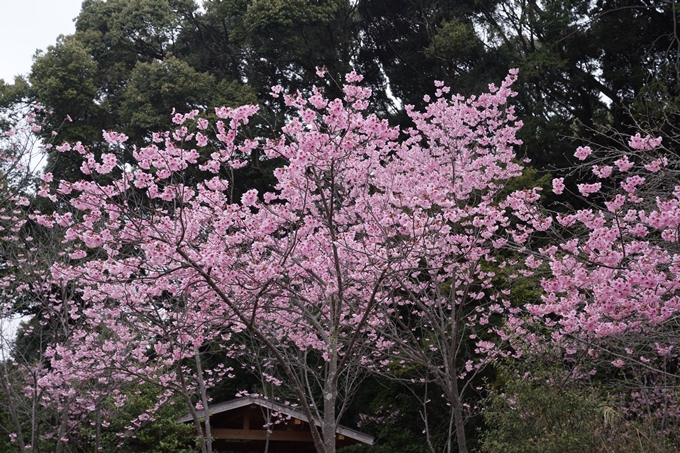 京都_桜情報_2022_17　熊野若王子神社_桜花苑　No9