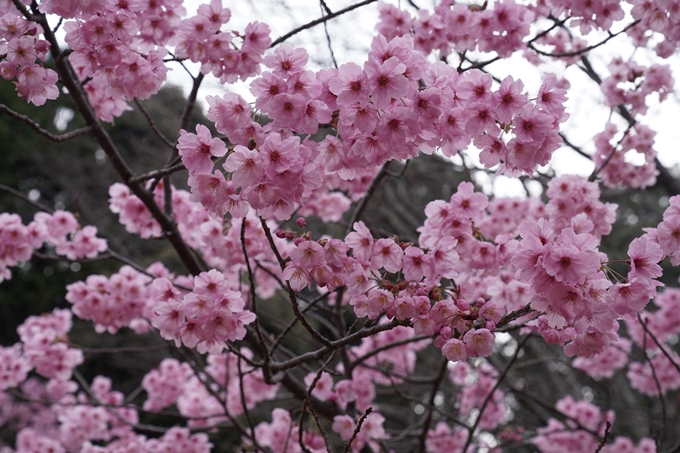 京都_桜情報_2022_17　熊野若王子神社_桜花苑　No10