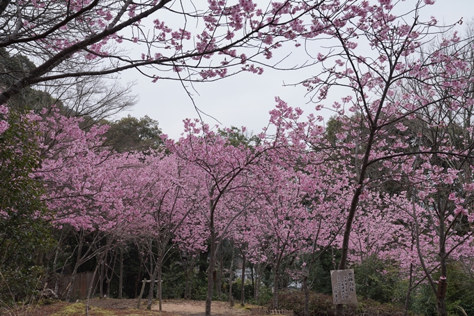 京都_桜情報_2022_17　熊野若王子神社_桜花苑　No11