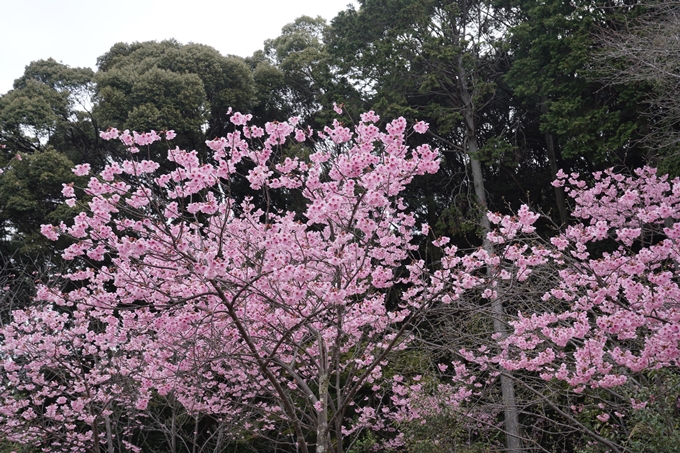 京都_桜情報_2022_17　熊野若王子神社_桜花苑　No12