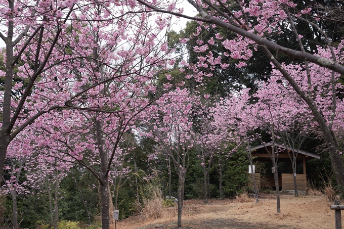 京都_桜情報_2022_17　熊野若王子神社_桜花苑　No13