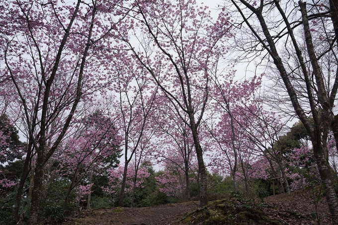 京都_桜情報_2022_17　熊野若王子神社_桜花苑　No14