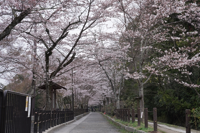 京都_桜情報_2022_18　大豊神社　No2