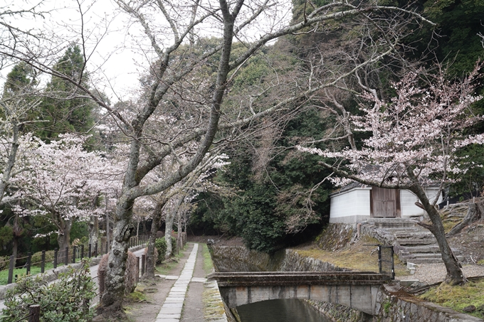 京都_桜情報_2022_18　大豊神社　No3