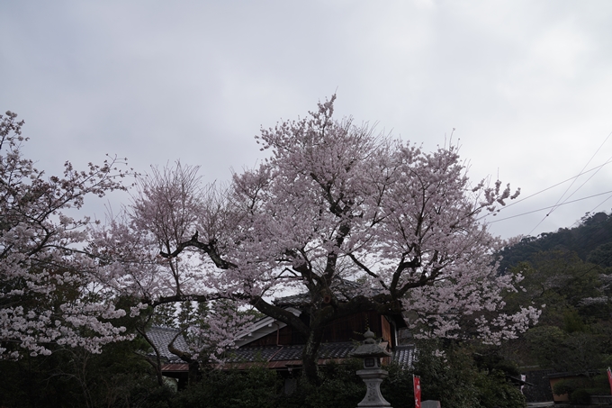 京都_桜情報_2022_18　大豊神社　No5