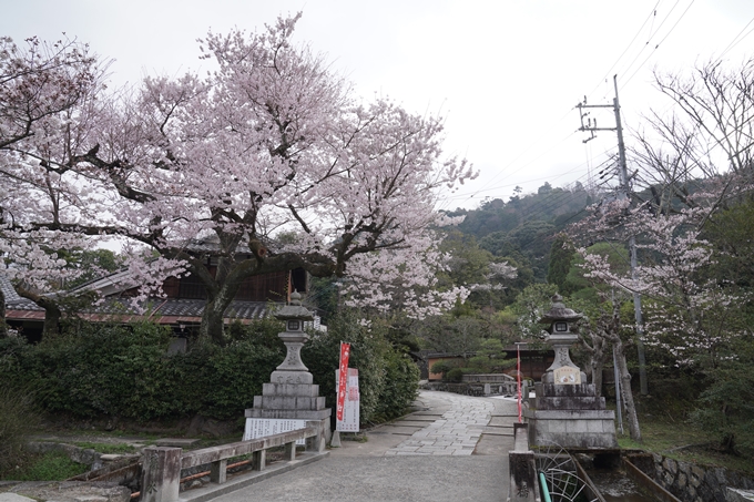 京都_桜情報_2022_18　大豊神社　No4