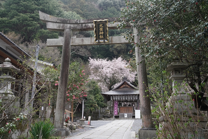 京都_桜情報_2022_18　大豊神社　No6