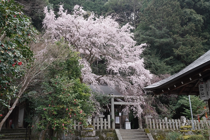 京都_桜情報_2022_18　大豊神社　No7