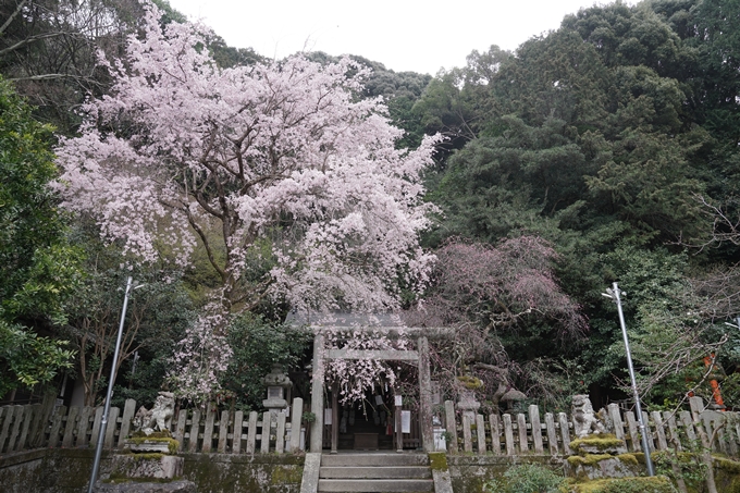 京都_桜情報_2022_18　大豊神社　No9