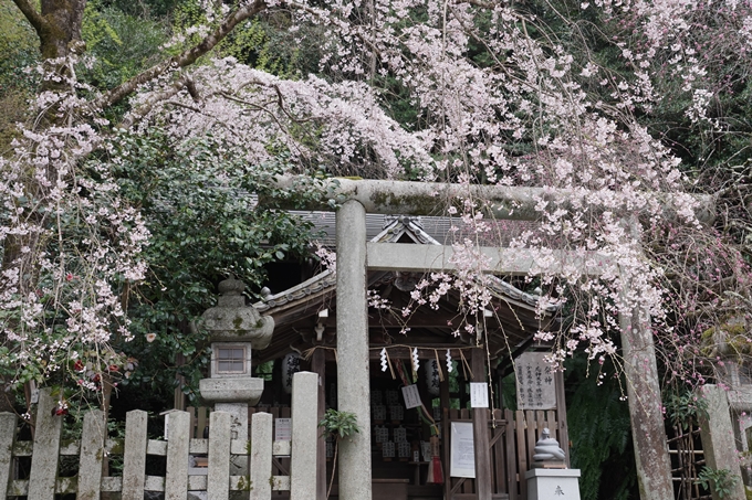 京都_桜情報_2022_18　大豊神社　No10