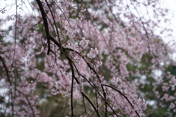 京都_桜情報_2022_18　大豊神社　No11