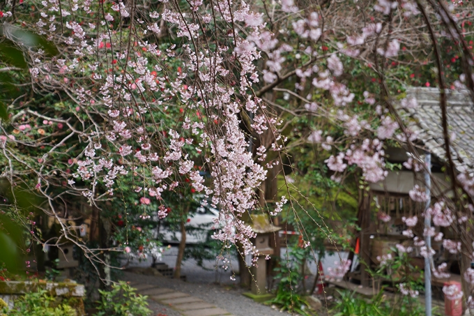 京都_桜情報_2022_18　大豊神社　No12