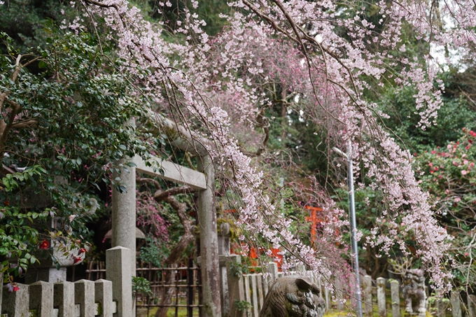 京都_桜情報_2022_18　大豊神社　No13