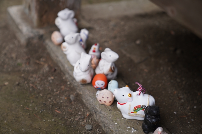 京都_桜情報_2022_18　大豊神社　No14