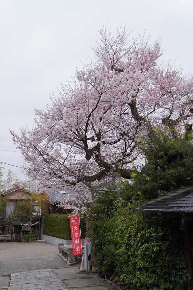 京都_桜情報_2022_18　大豊神社　No15