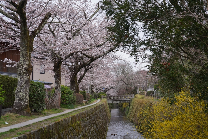 京都_桜情報_2022_18　大豊神社　No16