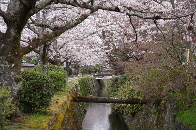 京都_桜情報_2022_18　大豊神社　No17