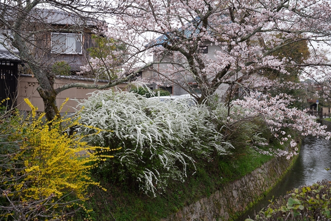 京都_桜情報_2022_18　大豊神社　No18