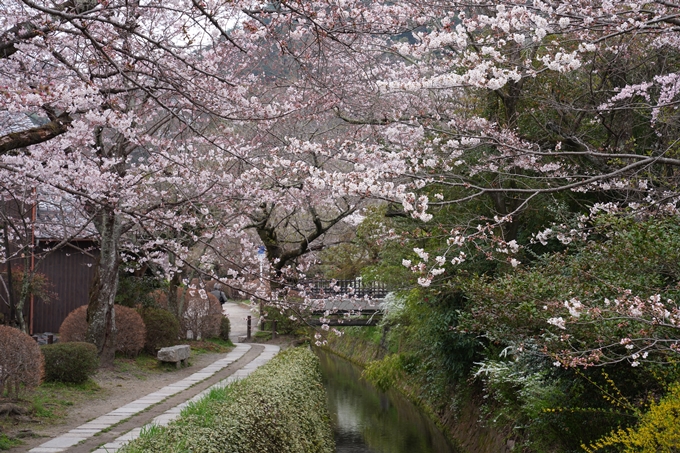 京都_桜情報_2022_18　大豊神社　No19