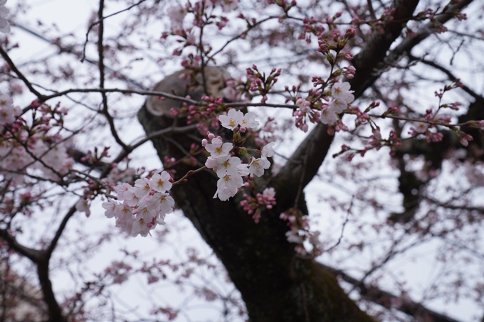 京都_桜情報_2022_18　大豊神社　No20