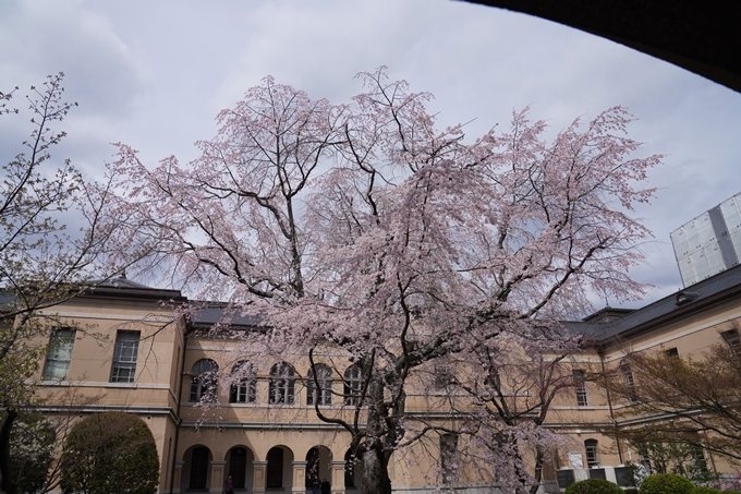 京都_桜情報_2022_19　京都府庁旧本館　No6