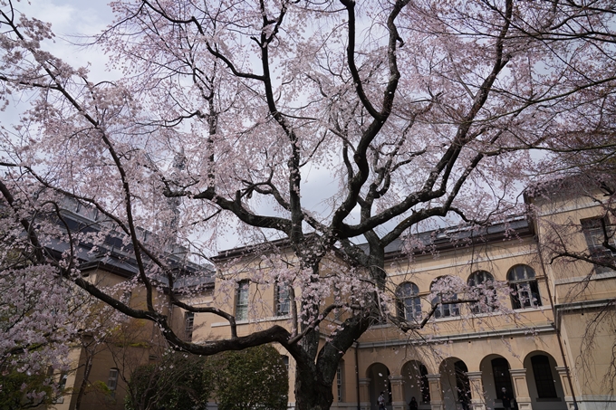 京都_桜情報_2022_19　京都府庁旧本館　No7