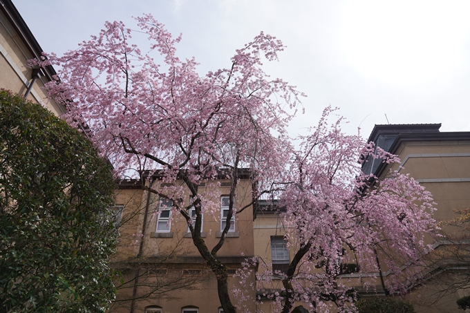 京都_桜情報_2022_19　京都府庁旧本館　No8