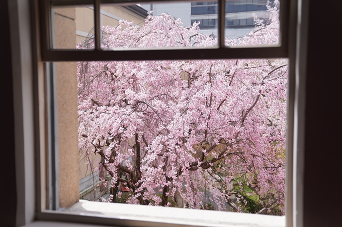 京都_桜情報_2022_19　京都府庁旧本館　No10