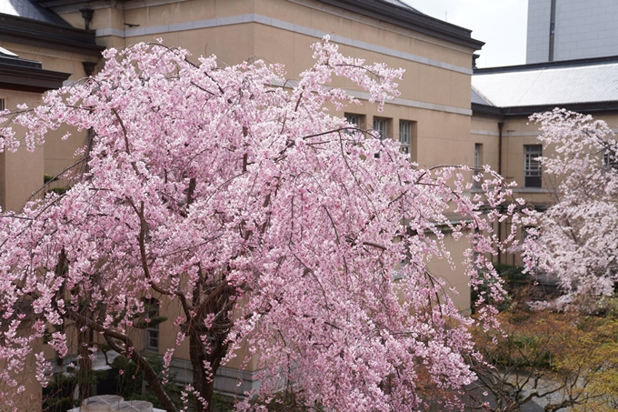 京都_桜情報_2022_19　京都府庁旧本館　No11