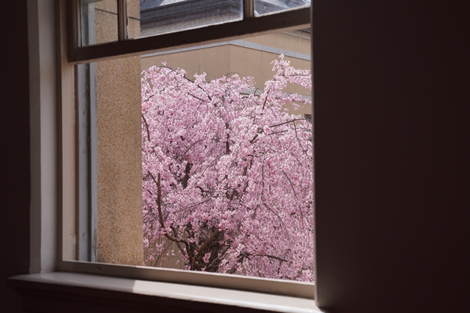 京都_桜情報_2022_19　京都府庁旧本館　No12