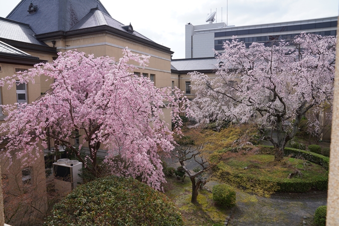 京都_桜情報_2022_19　京都府庁旧本館　No13